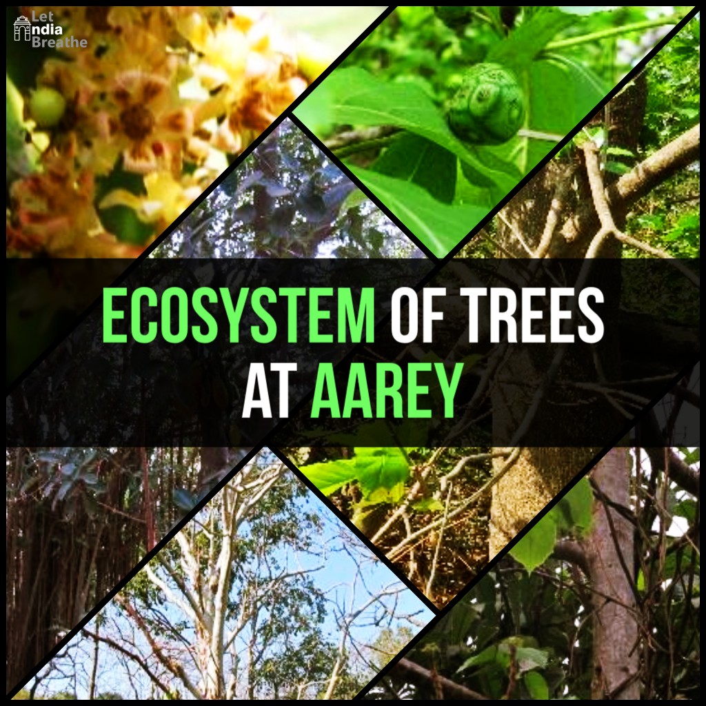 Ecosystem of Trees at Aarey