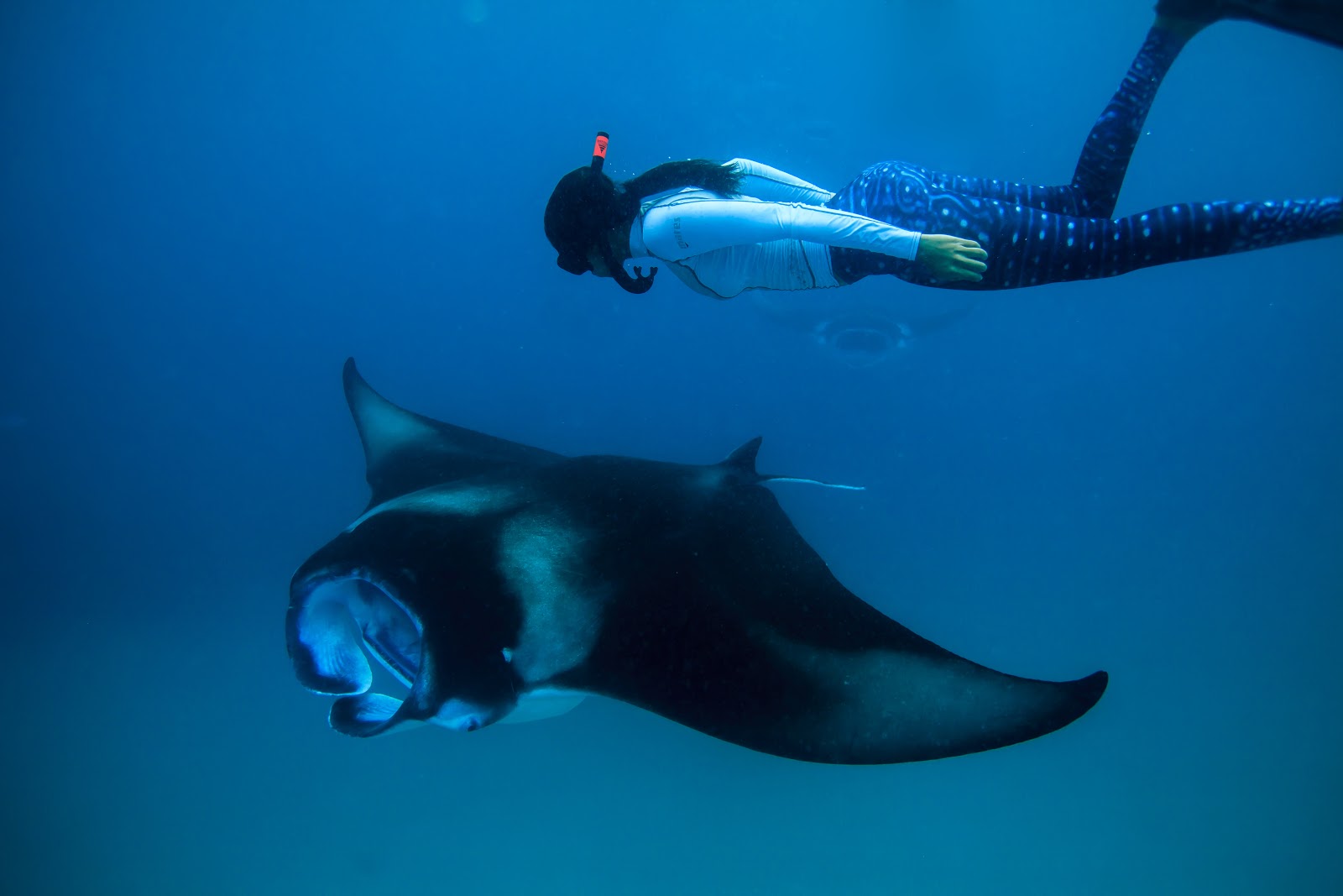 The invaluable Manta Rays and their hunt for The 30 Million Dollar Chinese Market